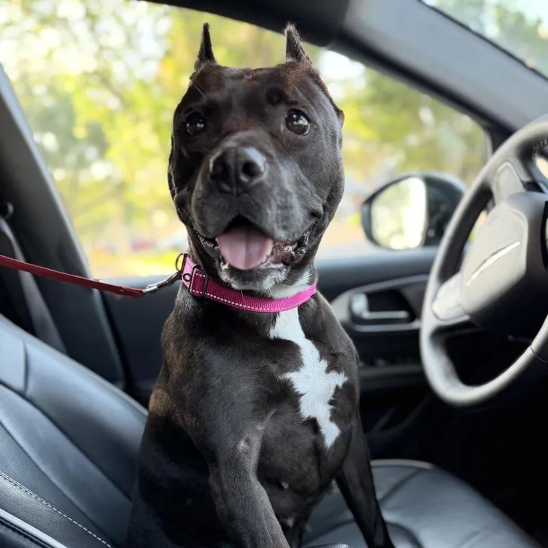 An adult medium-sized female Black Mixed Breed dog named Indie for adoption in Bangall, NY