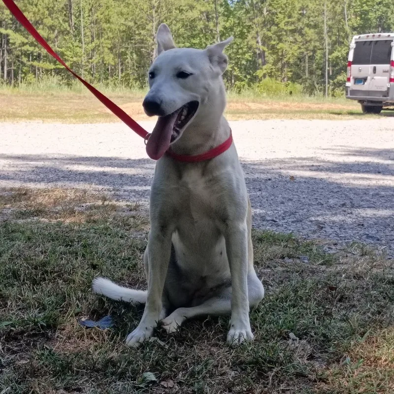An adult large-sized female White / Cream Shepherd dog named Nova for adoption in Clanton, AL