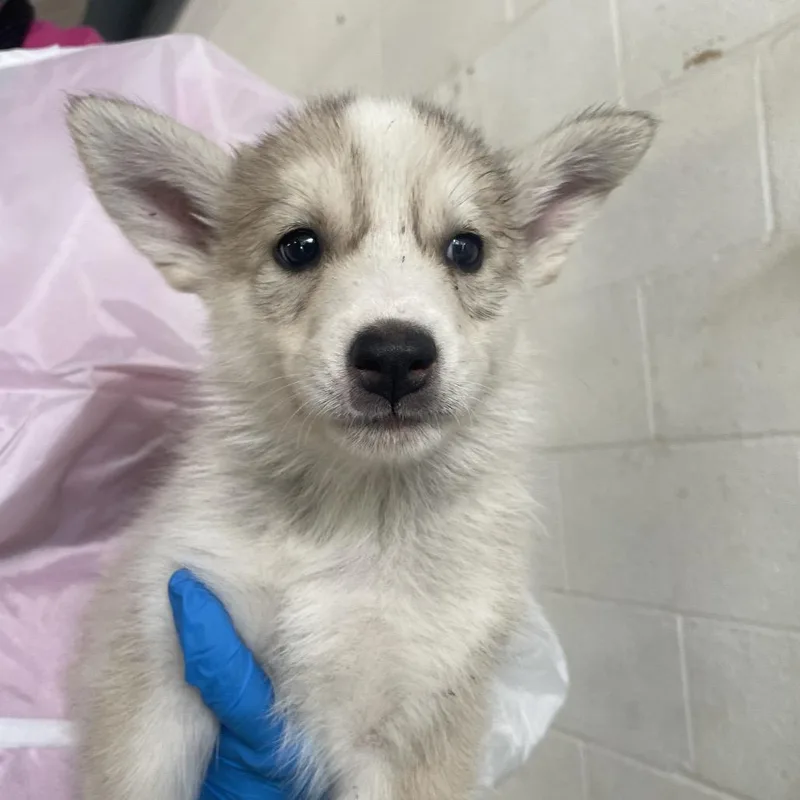 A baby small-sized female White / Cream Husky dog named Grapefruit for adoption in Edinburg, TX