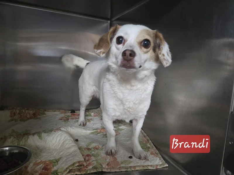 An adult medium-sized female Dachshund dog named Brandi for adoption in Albemarle, NC