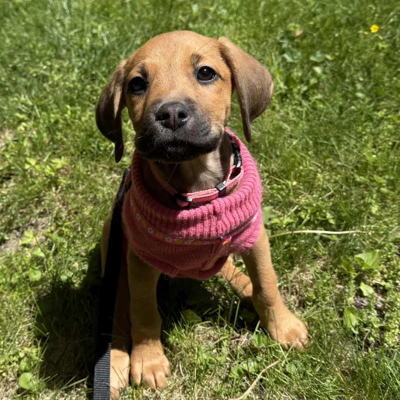 A baby medium-sized female Golden Mixed Breed dog named Debra for adoption in Detroit, MI