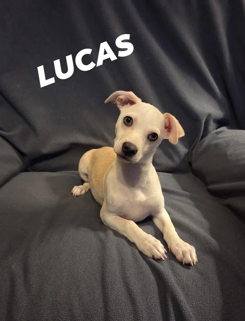 Lucas