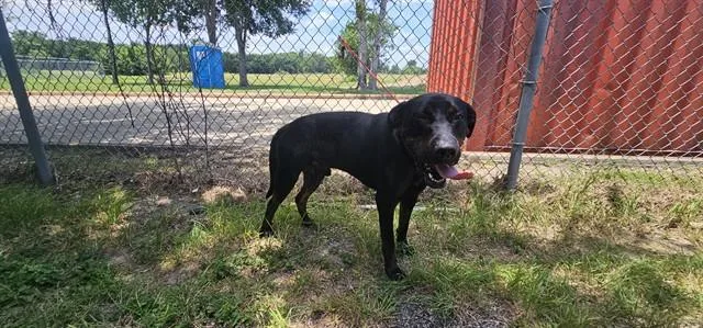 An adult extra large-sized male Rottweiler dog named Loui for adoption in Pasadena, TX