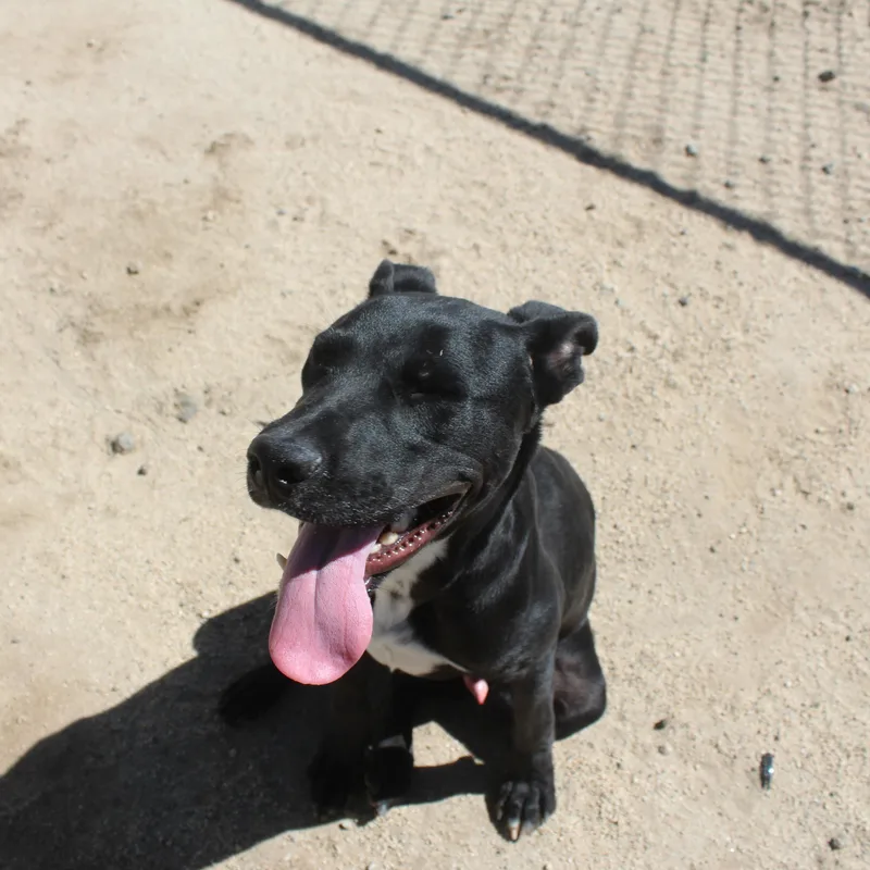 A young medium-sized male Black Labrador Retriever dog named Oliver for adoption in Yucca Valley, CA