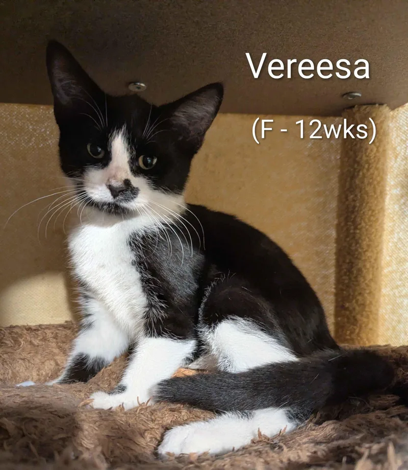 A young small-sized female Domestic Short Hair cat named Vereesa for adoption in Seven Valleys, PA