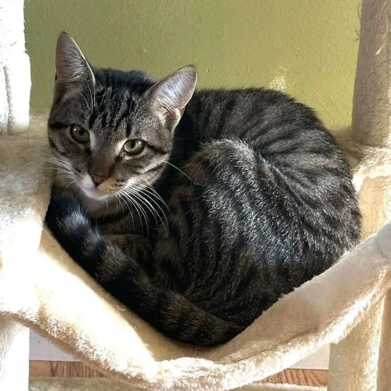 A baby medium-sized female Domestic Short Hair cat named Reese for adoption in Toms River, NJ