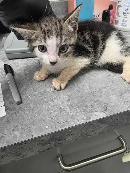 A baby small-sized female Domestic Short Hair cat named Eris for adoption in Sevierville, TN