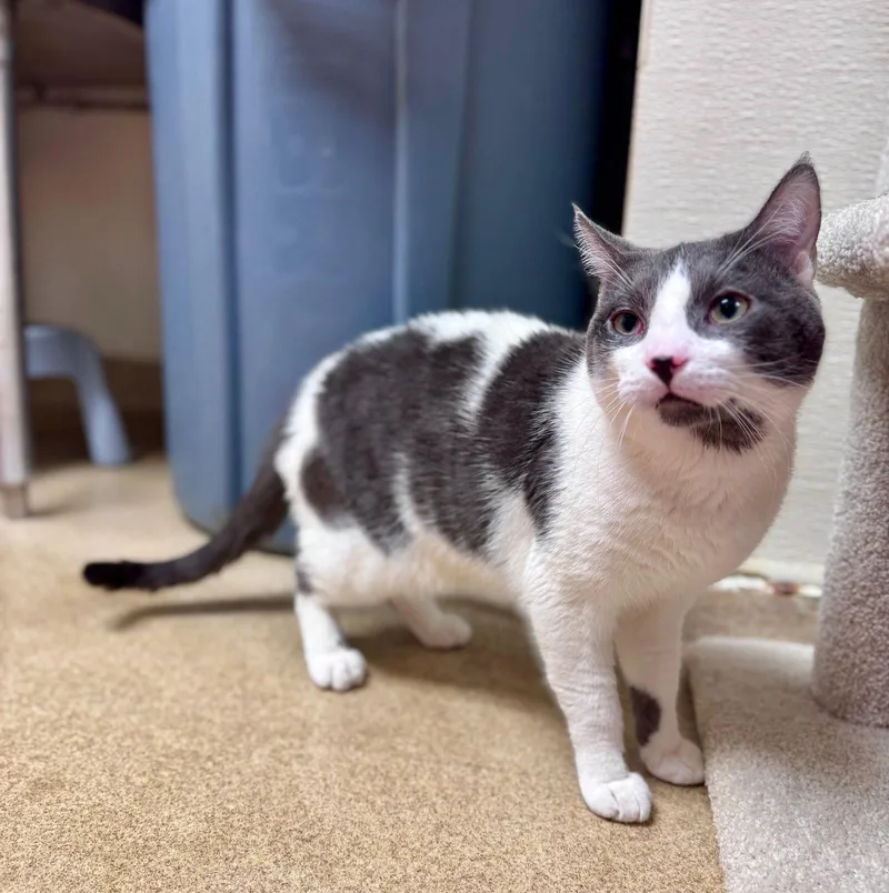 An adult medium-sized male Gray & White Domestic Short Hair cat named Chunky for adoption in Brick, NJ