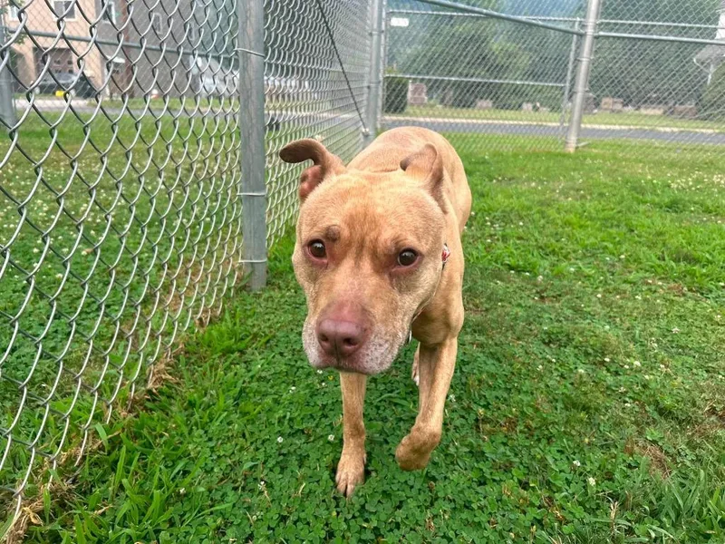 A senior medium-sized female Terrier dog named Hazel for adoption in New Kensington, PA