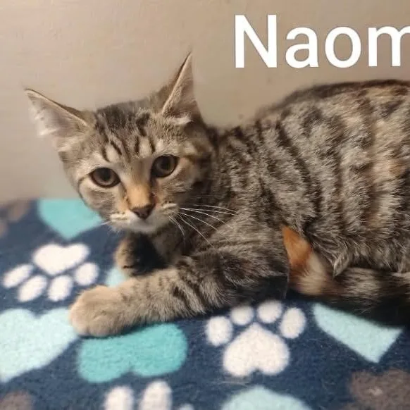 Naomi thumbnail 2