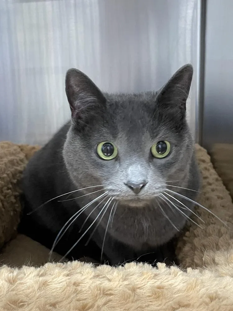 An adult medium-sized female Gray / Blue / Silver Domestic Short Hair cat named Storm for adoption in Ferndale, MI