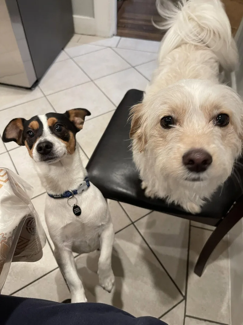 A young small-sized male Jack Russell Terrier dog named Manchas for adoption in Burlingame, CA