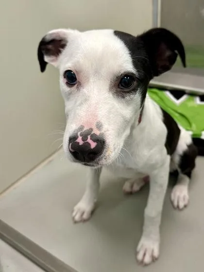 A young large-sized male Black Mixed Breed dog named Wiggleworm for adoption in Wichita, KS