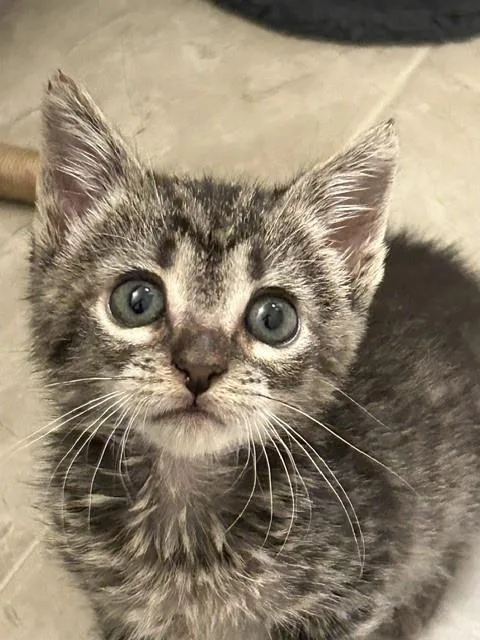 A baby small-sized female Domestic Short Hair cat named Daisy for adoption in Charlotte, NC