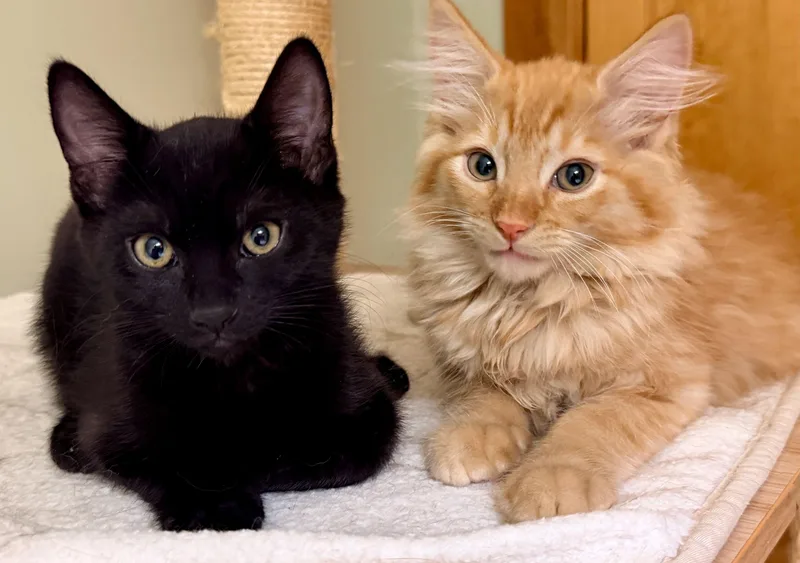 A baby medium-sized female Black Tabby cat named Biscuit & Gravy for adoption in The Dalles, OR