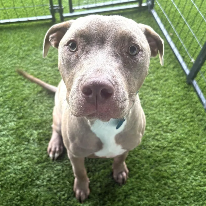 A young small-sized male Gray / Blue / Silver Pit Bull Terrier dog named Clove for adoption in Tampa, FL