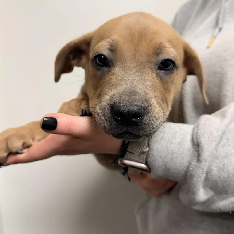 A baby medium-sized female American Staffordshire Terrier dog named Ciabatta for adoption in Henderson, NV