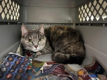An adult medium-sized female Gray / Blue / Silver Domestic Short Hair cat named Stinkerbell for adoption in Kansas City, MO