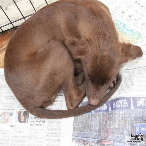 A baby medium-sized male Labrador Retriever dog named Hershey for adoption in Washington, DC