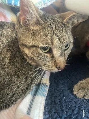 An adult small-sized female Domestic Short Hair cat named Rizzo for adoption in Westland, MI
