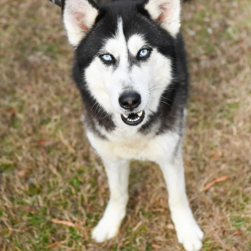 An adult medium-sized male Black Siberian Husky dog named Bobsled for adoption in Richmond, VA