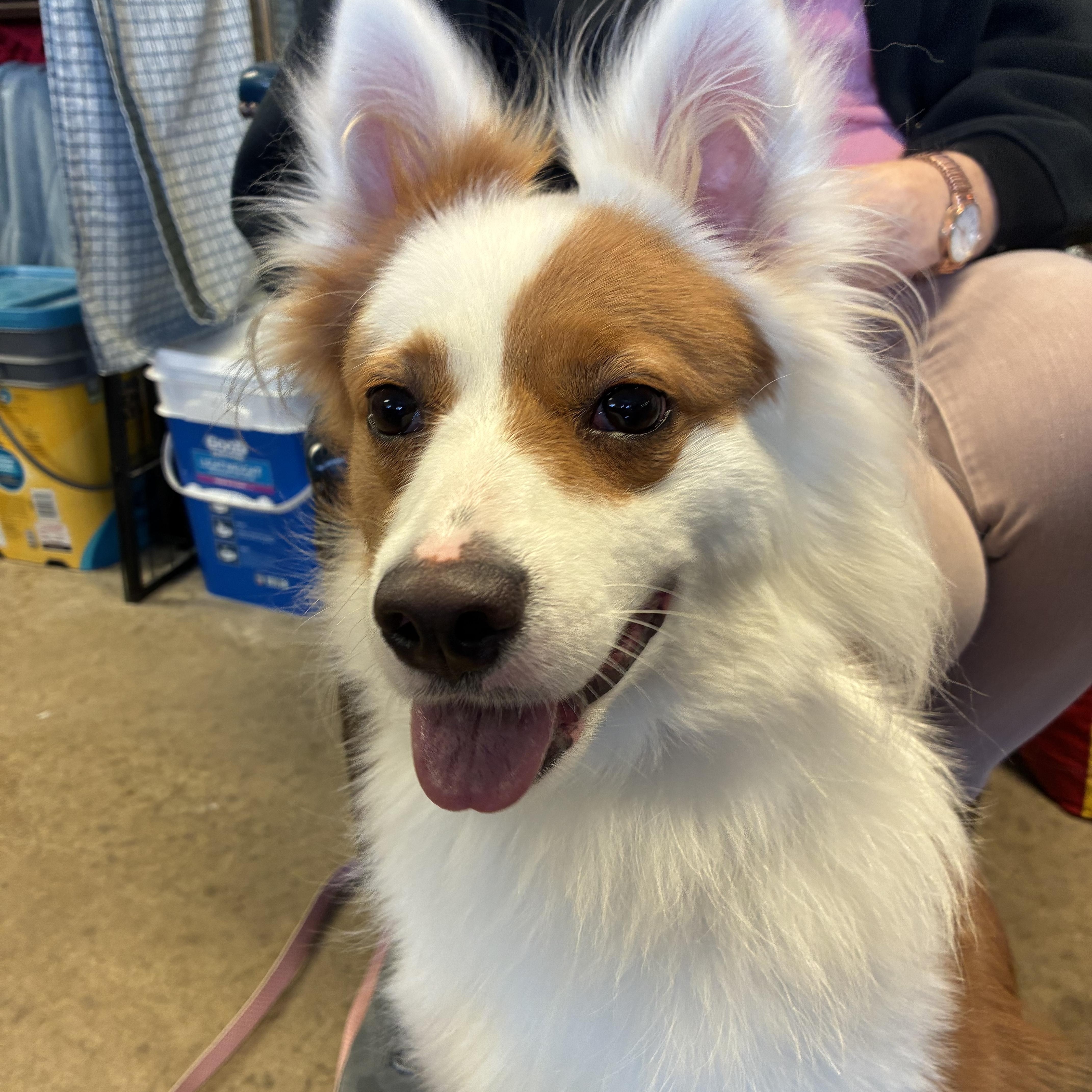 An adult medium-sized female Collie dog named Hazel for adoption in Indiana, PA