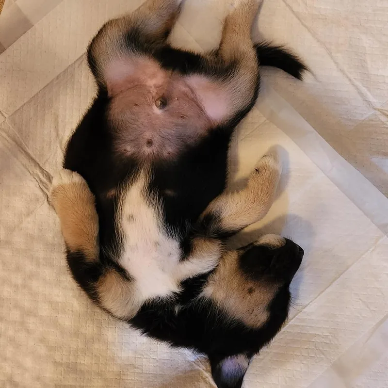 A baby medium-sized male Black Mixed Breed dog named Argyle for adoption in Raleigh, NC