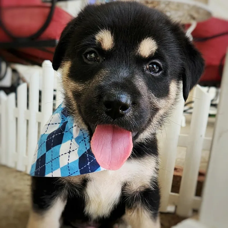 Argyle thumbnail 3