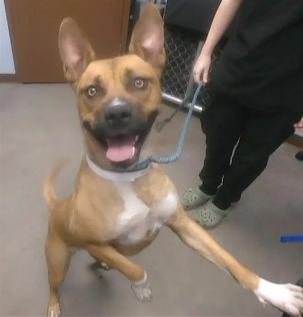 A young large-sized female Pit Bull Terrier dog named Poppy for adoption in Phoenix, AZ