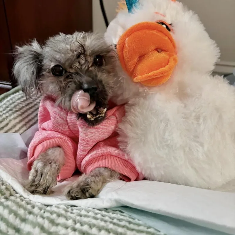 A young small-sized female Gray / Blue / Silver Shih Tzu dog named Gertrude for adoption in Jersey City, NJ