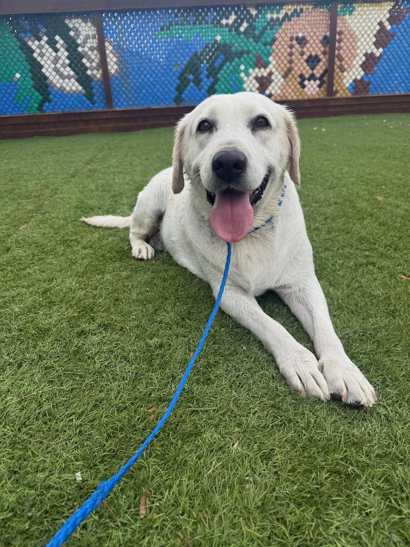 A senior medium-sized female Yellow / Tan / Blond / Fawn Labrador Retriever dog named Dakota for adoption in Temecula, CA
