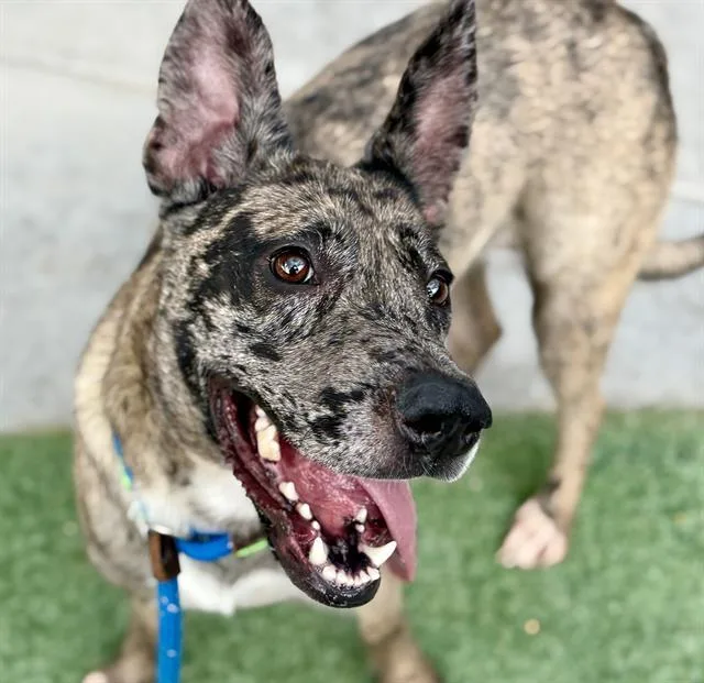 A young large-sized female Catahoula Leopard Dog dog named Cookies for adoption in Tucson, AZ