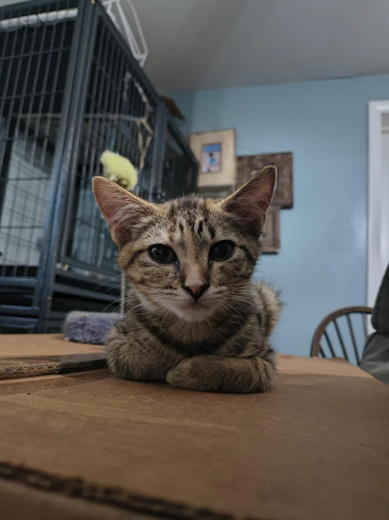 A baby small-sized female Domestic Short Hair cat named Sellen for adoption in Clayton, NC