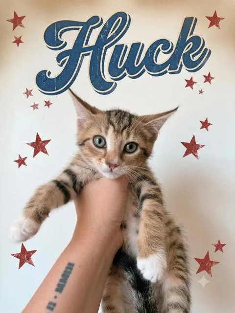 Huck  bonded with thumbnail 2