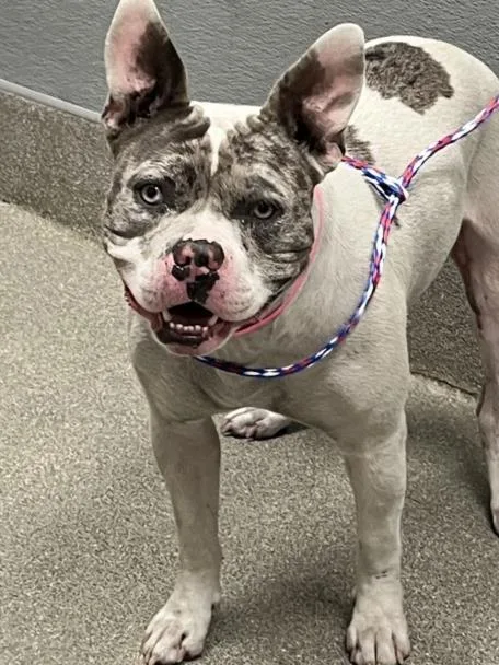 An adult medium-sized female English Bulldog dog named Isabella Tortellini for adoption in Las Vegas, NV
