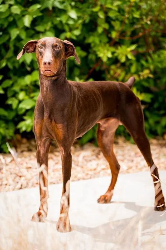 An adult medium-sized male Brown / Chocolate Doberman Pinscher dog named Chimichurri for adoption in Fort Collins, CO