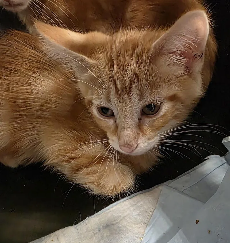 A baby small-sized male Tabby (Orange / Red) Domestic Short Hair cat named Tuna for adoption in Metamora, IL