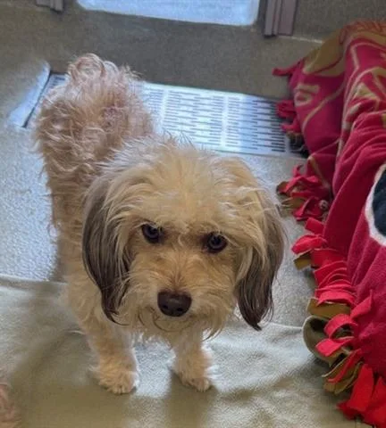 A young small-sized female Maltese dog named Gina for adoption in San Martin, CA