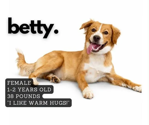 A young medium-sized female Mixed Breed dog named Betty for adoption in Ashland, KY