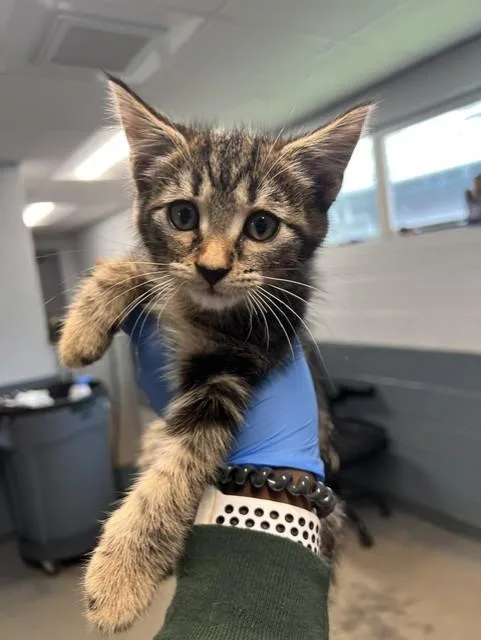 A baby small-sized male Domestic Medium Hair cat named Dax for adoption in Tallahassee, FL