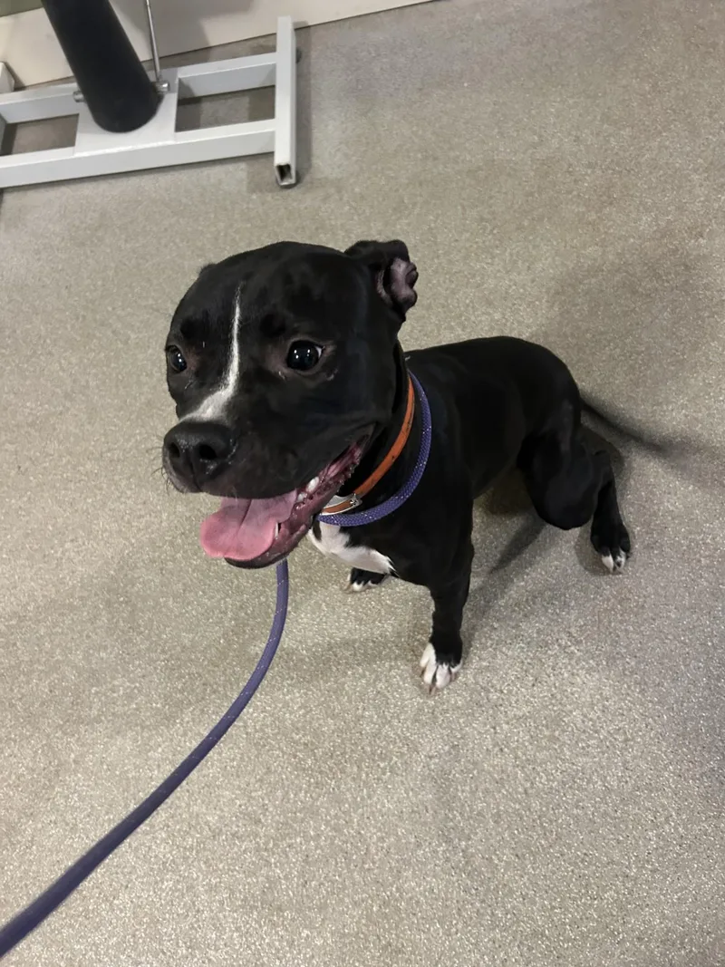 An adult medium-sized female Black Boxer dog named Sophia for adoption in Baldwin, MI