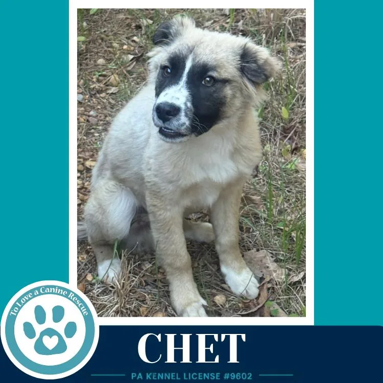 A baby large-sized male Anatolian Shepherd dog named Chet for adoption in Kimberton, PA