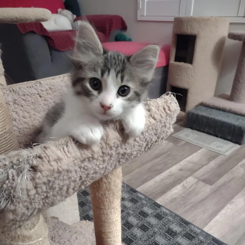 A baby small-sized male Black Domestic Medium Hair cat named Leavon for adoption in Hemet, CA