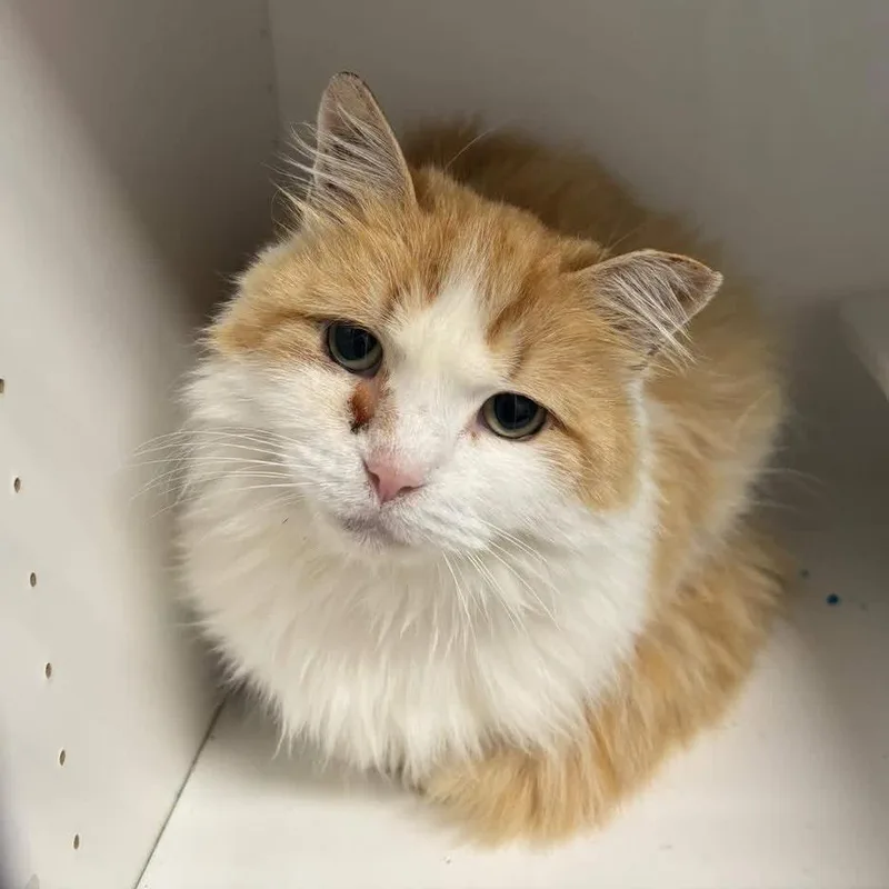 A senior small-sized male Orange / Red Domestic Long Hair cat named Mozzarella for adoption in Long Island City, NY