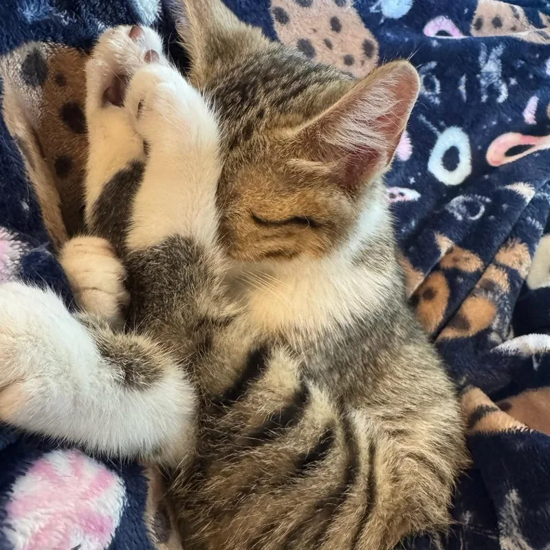 A baby small-sized male Brown / Chocolate Domestic Short Hair cat named Cricket for adoption in Lee's Summit, MO