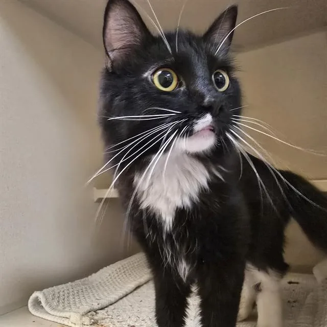 An adult small-sized female Domestic Short Hair cat named Zatanna for adoption in Denver, CO