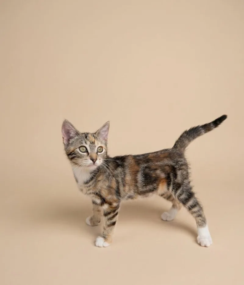 A baby small-sized female Calico cat named Zoey for adoption in San Pedro, CA
