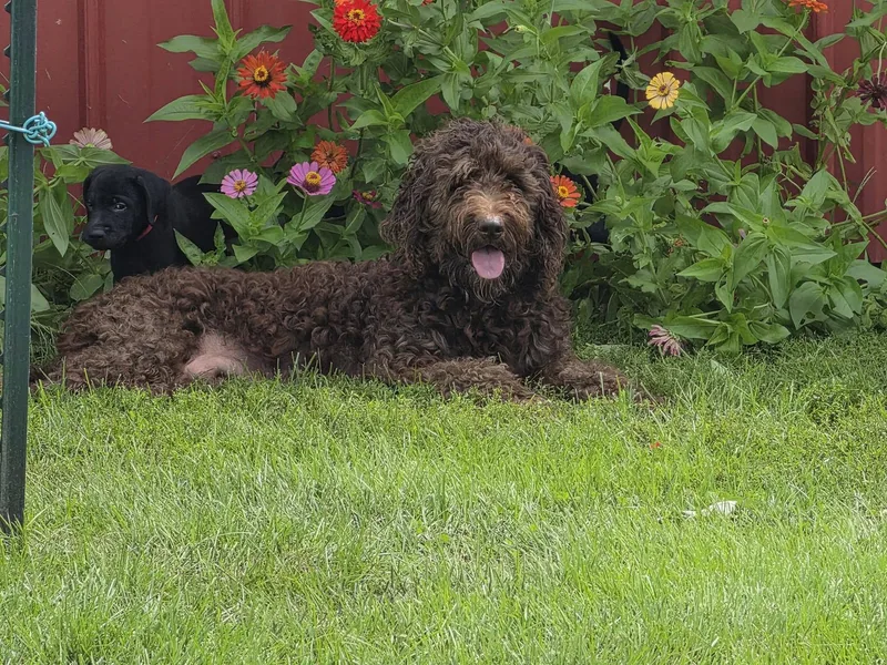 An adult large-sized female Labradoodle dog named Koda for adoption in Mclean, IL