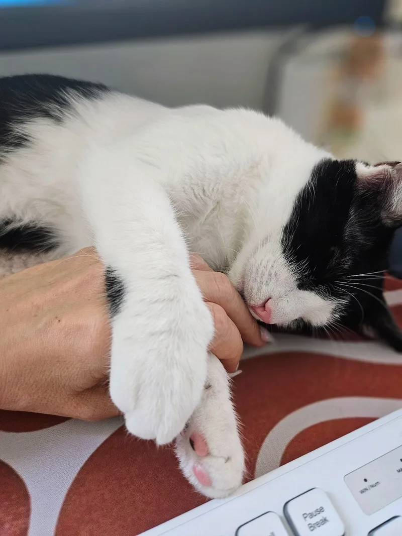 A baby small-sized female Black & White / Tuxedo Domestic Short Hair cat named Sunny for adoption in Pearland, TX