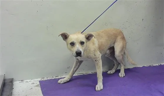 An adult medium-sized male Labrador Retriever dog named Myron for adoption in Houston, TX